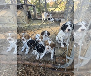 Brittany Puppy for sale in RANDOLPH, AL, USA
