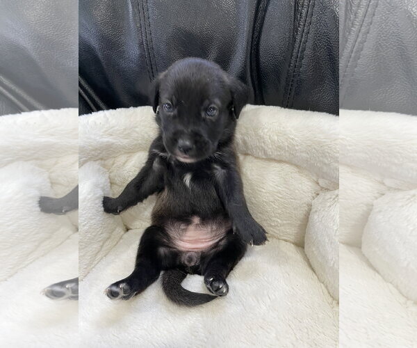 Medium Photo #3 Labrador Retriever-Unknown Mix Puppy For Sale in Derwood, MD, USA