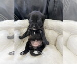 Small #2 Labrador Retriever Mix