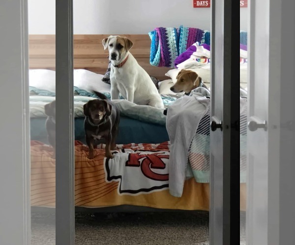 Medium Photo #5 Mutt Puppy For Sale in Overland Park, KS, USA