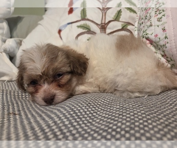Medium Photo #39 Maltipom-Pomeranian Mix Puppy For Sale in HUDSON, MA, USA