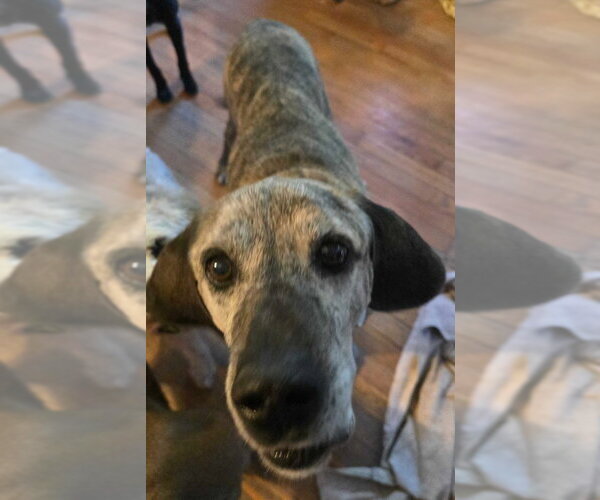 Medium Photo #2 Mutt Puppy For Sale in Salt Lake City, UT, USA