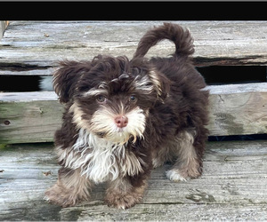 Mother of the Havanese puppies born on 08/01/2026