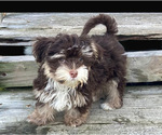 Small Photo #1 Havanese Puppy For Sale in FRIERSON, LA, USA