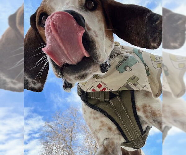 Medium Photo #6 Mutt Puppy For Sale in Sandy, UT, USA