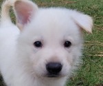 Puppy CHEVY German Shepherd Dog