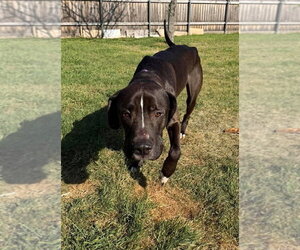 Turk - Male Great Dane-Labrador Retriever Mix Dog for Adoption - Photo #2