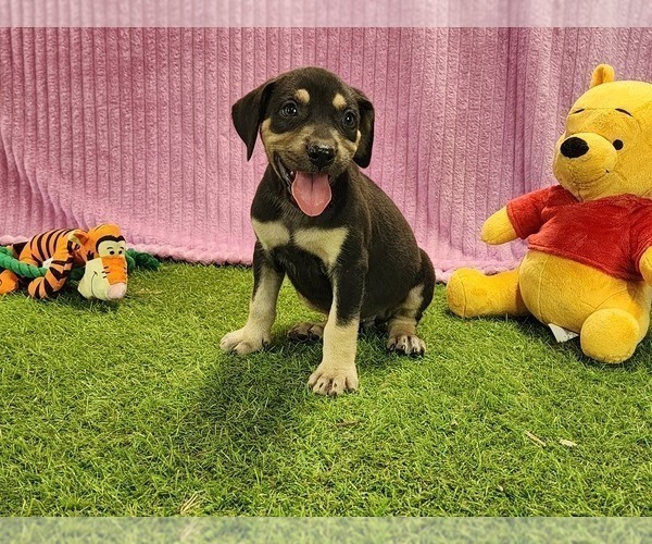 Medium Photo #4 Catahoula Leopard Dog Puppy For Sale in CUMBY, TX, USA