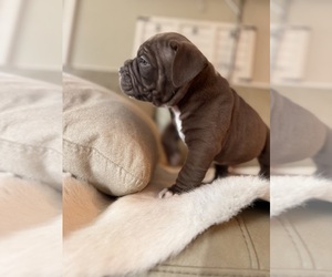 Olde English Bulldogge Puppy for sale in CHEPACHET, RI, USA