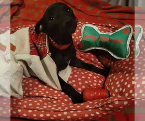American Pit Bull Terrier-Unknown Mix Dogs for adoption in Germantown, OH, USA