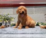 Small Photo #28 Golden Retriever Puppy For Sale in WOLCOTTVILLE, IN, USA
