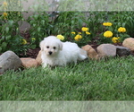 Small Photo #35 Bichon Frise Puppy For Sale in HUMBOLDT, IL, USA