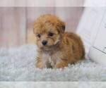 Small Photo #9 Morkie-Unknown Mix Puppy For Sale in FULLERTON, CA, USA