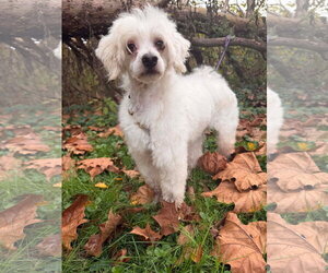 Maltese-Unknown Mix Dogs for adoption in Germantown, OH, USA