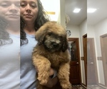 Small Photo #7 Saint Berdoodle Puppy For Sale in SPRINGVILLE, CA, USA