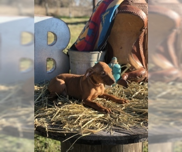 Medium Photo #1 Rhodesian Ridgeback Puppy For Sale in BOYD, TX, USA