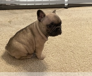 French Bulldog Puppy for sale in LAKE CHARLES, LA, USA