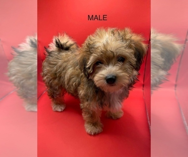 Medium Photo #2 Yo-Chon Puppy For Sale in HAMPTON, VA, USA