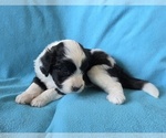 Image preview for Ad Listing. Nickname: Archie
