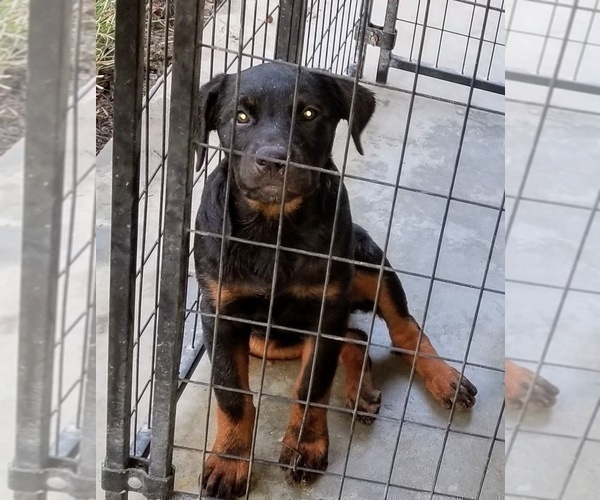 Medium Photo #70 Rottweiler Puppy For Sale in RIEGELWOOD, NC, USA