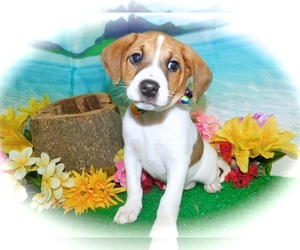 Jack Russell Terrier-Unknown Mix Puppy for sale in HAMMOND, IN, USA