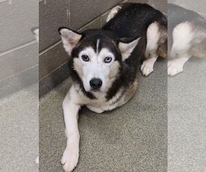 Onyx - Male Siberian Husky Dog for Adoption - Photo #5