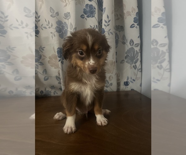 Medium Photo #17 Miniature Australian Shepherd Puppy For Sale in DURHAM, CT, USA
