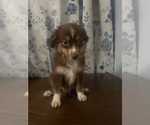 Small #16 Miniature Australian Shepherd