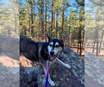 Small #5 Siberian Husky Mix