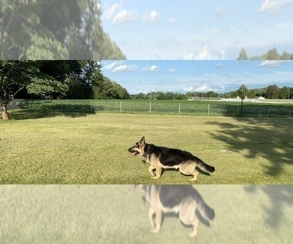 Medium Photo #4 German Shepherd Dog Puppy For Sale in SPRINGFIELD, IL, USA