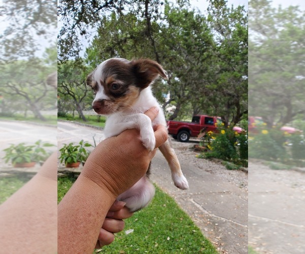 Medium Photo #3 Chihuahua Puppy For Sale in CANYON LAKE, TX, USA