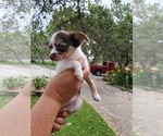 Small Photo #3 Chihuahua Puppy For Sale in CANYON LAKE, TX, USA