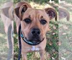 Small #1 Mutt