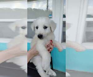 Great Pyrenees-Unknown Mix Dogs for adoption in Evansville, IN, USA