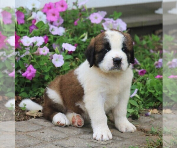 Medium Photo #5 Saint Bernard Puppy For Sale in MARIETTA, PA, USA