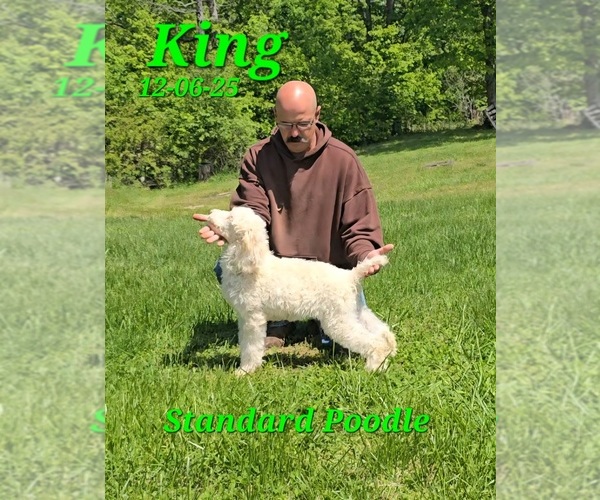 Medium Photo #1 Poodle (Standard) Puppy For Sale in BARNETT, MO, USA