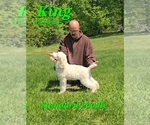 Small Poodle (Standard)