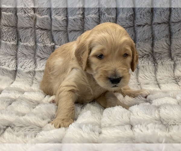 Medium Photo #15 Goldendoodle Puppy For Sale in SUGAR LAND, TX, USA