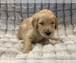 Small Photo #15 Goldendoodle Puppy For Sale in SUGAR LAND, TX, USA