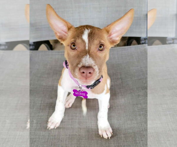 Medium Photo #6 American Staffordshire Terrier-Unknown Mix Puppy For Sale in Corona, CA, USA