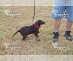 Small Photo #5 Labrador Retriever Puppy For Sale in SANGER, TX, USA
