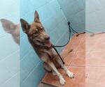 Small Australian Kelpie-Siberian Husky Mix