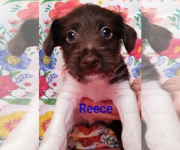 Medium Photo #1 Jack Russell Terrier-Schnauzer (Miniature) Mix Puppy For Sale in ENID, OK, USA