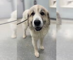 Cider - Male Great Pyrenees-Unknown Mix Dog for Adoption - Small photo