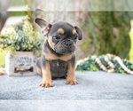Small Photo #12 French Bulldog Puppy For Sale in BALTIC, OH, USA