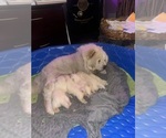 Small Photo #20 Chow Chow Puppy For Sale in FONTANA, CA, USA