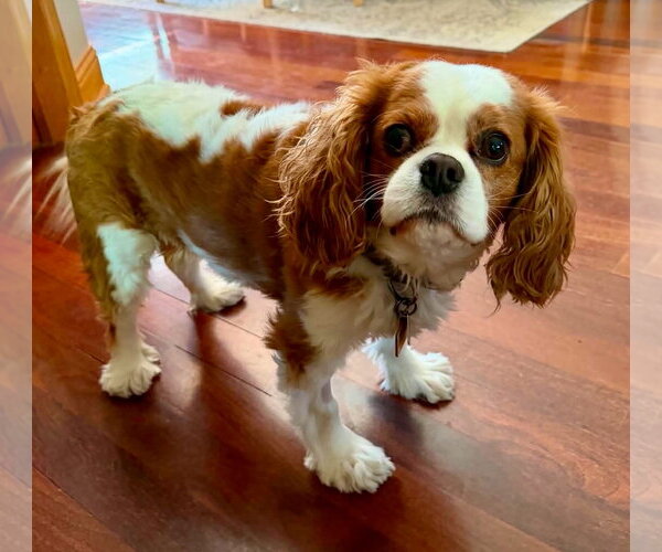Medium Photo #6 Cavalier King Charles Spaniel Puppy For Sale in St. Louis Park, MN, USA