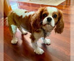 Small #5 Cavalier King Charles Spaniel