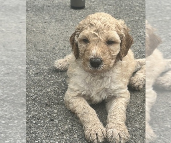 Medium Photo #1 Saint Berdoodle Puppy For Sale in FRANKFORT, IN, USA