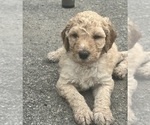 Small Photo #1 Saint Berdoodle Puppy For Sale in FRANKFORT, IN, USA